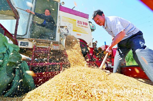 新麥質量相對較好 市場主體價格預期較高