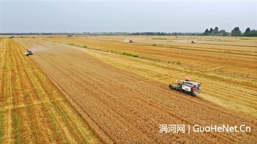糧豐科技助力江淮稻—麥十六連豐